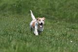 JACK RUSSEL 134